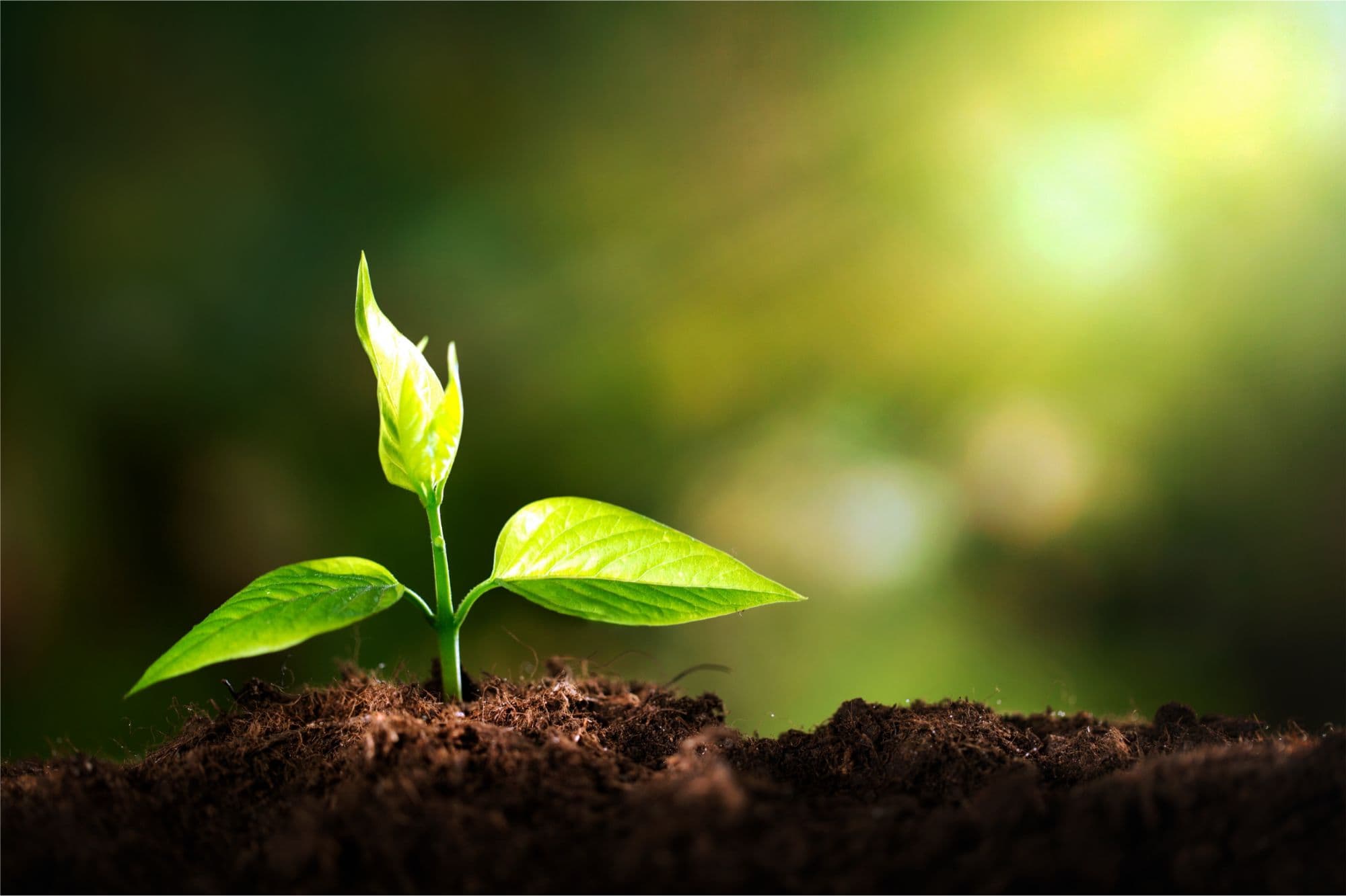 green-initiative